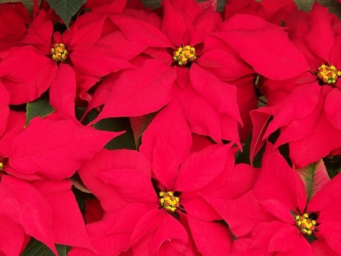 Poinsettia Fundraiser